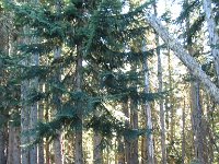 20070912-OlympicNP12-Forest1