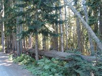 20070912-OlympicNP13-Forest2