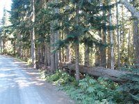 20070912-OlympicNP14-Forest3