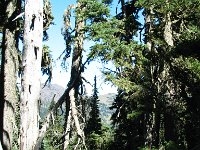 20070912-OlympicNP15-Forest4