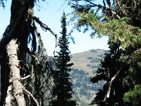 20070912-OlympicNP16-Forest5