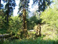 2007 09 13 Hoh Rain Forest 013  Hoh Rain Forest