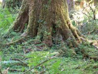 2007 09 13 Hoh Rain Forest 035  Hoh Rain Forest