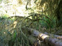 2007 09 13 Hoh Rain Forest 046  Hoh Rain Forest