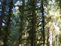 2007 09 13 Hoh Rain Forest 049  Hoh Rain Forest