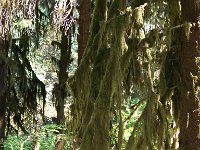 2007 09 13 Hoh Rain Forest 050  Hoh Rain Forest