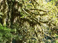 2007 09 13 Hoh Rain Forest 051  Hoh Rain Forest