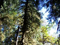 2007 09 13 Hoh Rain Forest 052  Hoh Rain Forest