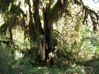 2007 09 13 Hoh Rain Forest 055  Hoh Rain Forest