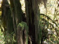 2007 09 13 Hoh Rain Forest 056  Hoh Rain Forest