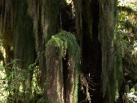 2007 09 13 Hoh Rain Forest 057  Hoh Rain Forest