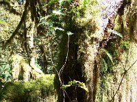 2007 09 13 Hoh Rain Forest 060  Hoh Rain Forest