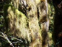 2007 09 13 Hoh Rain Forest 063  Hoh Rain Forest