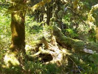 2007 09 13 Hoh Rain Forest 064  Hoh Rain Forest