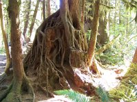 2007 09 13 Hoh Rain Forest 066  Hoh Rain Forest