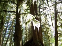 2007 09 13 Hoh Rain Forest 067  Hoh Rain Forest