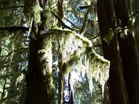 2007 09 13 Hoh Rain Forest 068  Hoh Rain Forest