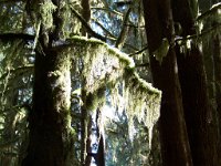 2007 09 13 Hoh Rain Forest 069