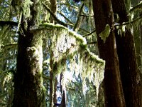 2007 09 13 Hoh Rain Forest 069 edited-1