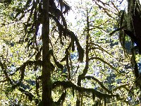 2007 09 13 Hoh Rain Forest 070  Hoh Rain Forest