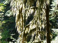 2007 09 13 Hoh Rain Forest 071  Hoh Rain Forest