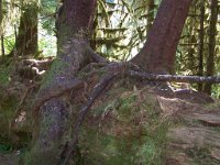 2007 09 13 Hoh Rain Forest 072  Hoh Rain Forest