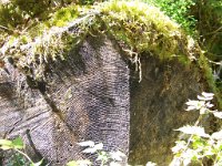 2007 09 13 Hoh Rain Forest 081  Hoh Rain Forest