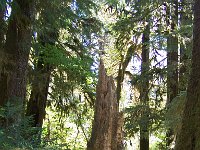 2007 09 13 Hoh Rain Forest 088  Hoh Rain Forest