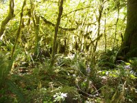 2007 09 13 Hoh Rain Forest 091  Hoh Rain Forest