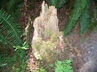 2007 09 13 Hoh Rain Forest 092  Hoh Rain Forest