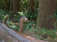 2007 09 13 Hoh Rain Forest 105  Hoh Rain Forest