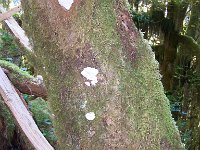 2007 09 13 Hoh Rain Forest 109  Hoh Rain Forest