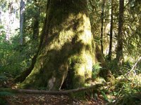 2007 09 13 Hoh Rain Forest 115  Hoh Rain Forest