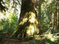 2007 09 13 Hoh Rain Forest 116  Hoh Rain Forest