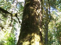 2007 09 13 Hoh Rain Forest 117  Hoh Rain Forest