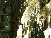 2007 09 13 Hoh Rain Forest 119  Hoh Rain Forest