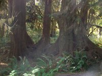 2007 09 13 Hoh Rain Forest 126  Hoh Rain Forest