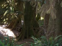 2007 09 13 Hoh Rain Forest 127  Hoh Rain Forest