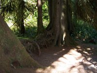 2007 09 13 Hoh Rain Forest 128  Hoh Rain Forest