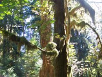 2007 09 13 Hoh Rain Forest 133  Hoh Rain Forest