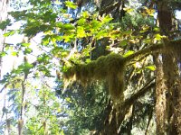 2007 09 13 Hoh Rain Forest 135  Hoh Rain Forest