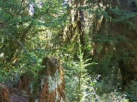 2007 09 13 Hoh Rain Forest 145  Hoh Rain Forest