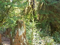 2007 09 13 Hoh Rain Forest 146  Hoh Rain Forest