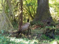 2007 09 13 Hoh Rain Forest 173  Hoh Rain Forest