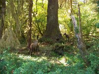 2007 09 13 Hoh Rain Forest 175  Hoh Rain Forest