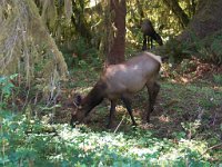 2007 09 13 Hoh Rain Forest 176  Hoh Rain Forest