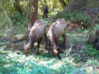 2007 09 13 Hoh Rain Forest 177  Hoh Rain Forest