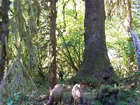 2007 09 13 Hoh Rain Forest 179  Hoh Rain Forest