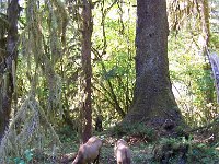 2007 09 13 Hoh Rain Forest 180  Hoh Rain Forest