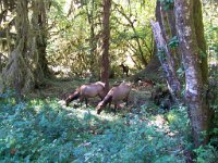 2007 09 13 Hoh Rain Forest 182  Hoh Rain Forest